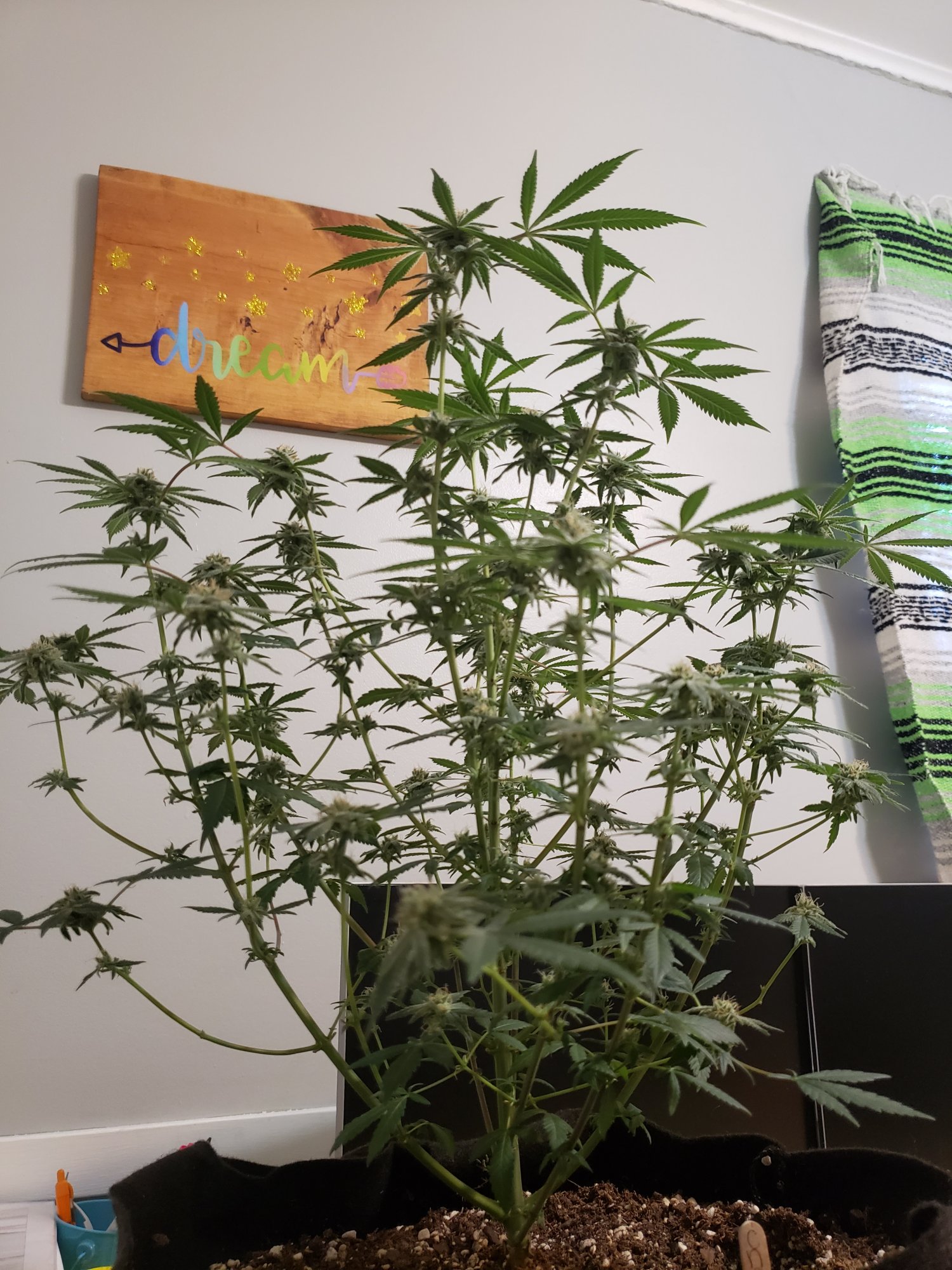 First grow month into flower 8