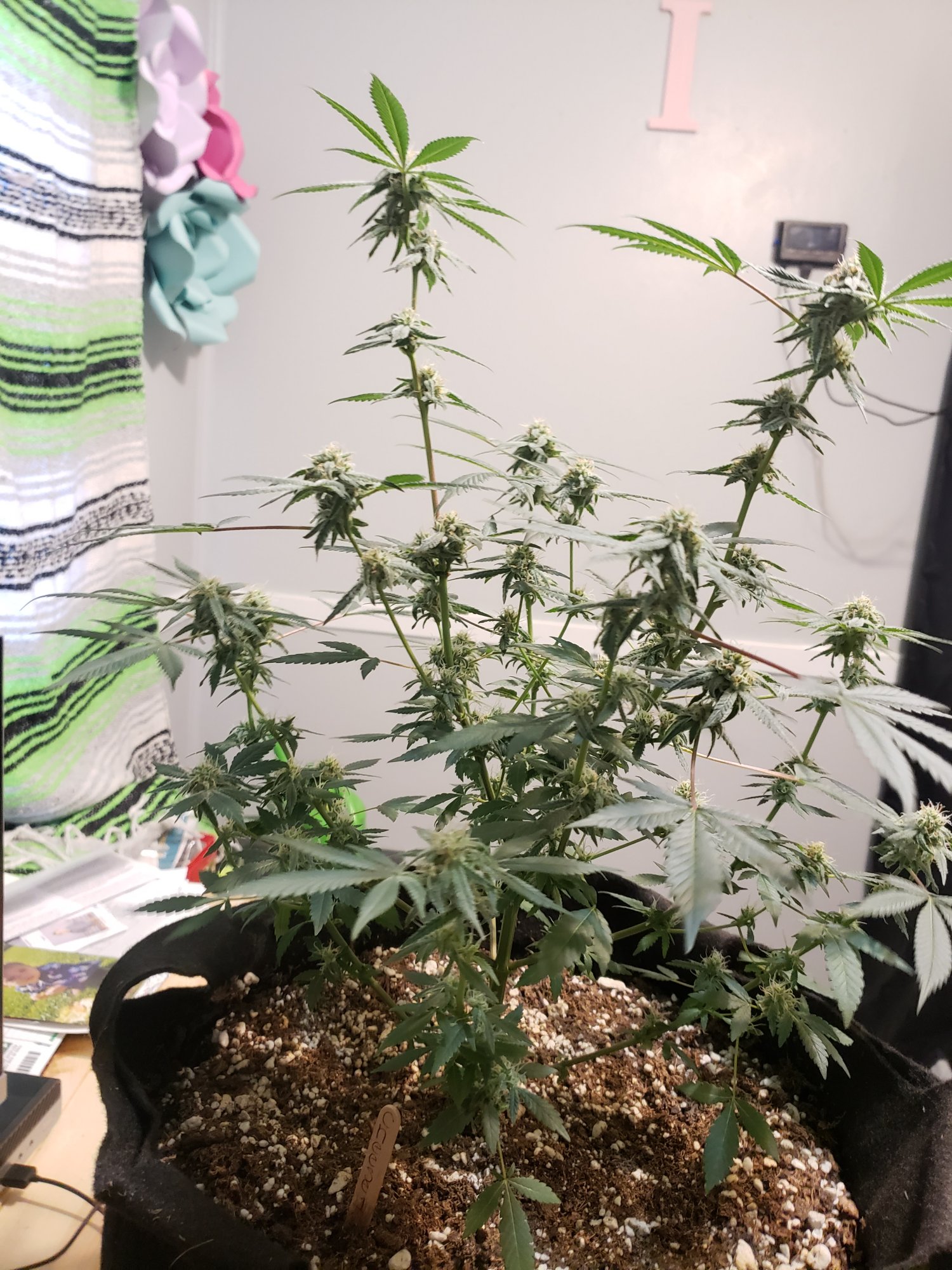 First grow month into flower 9