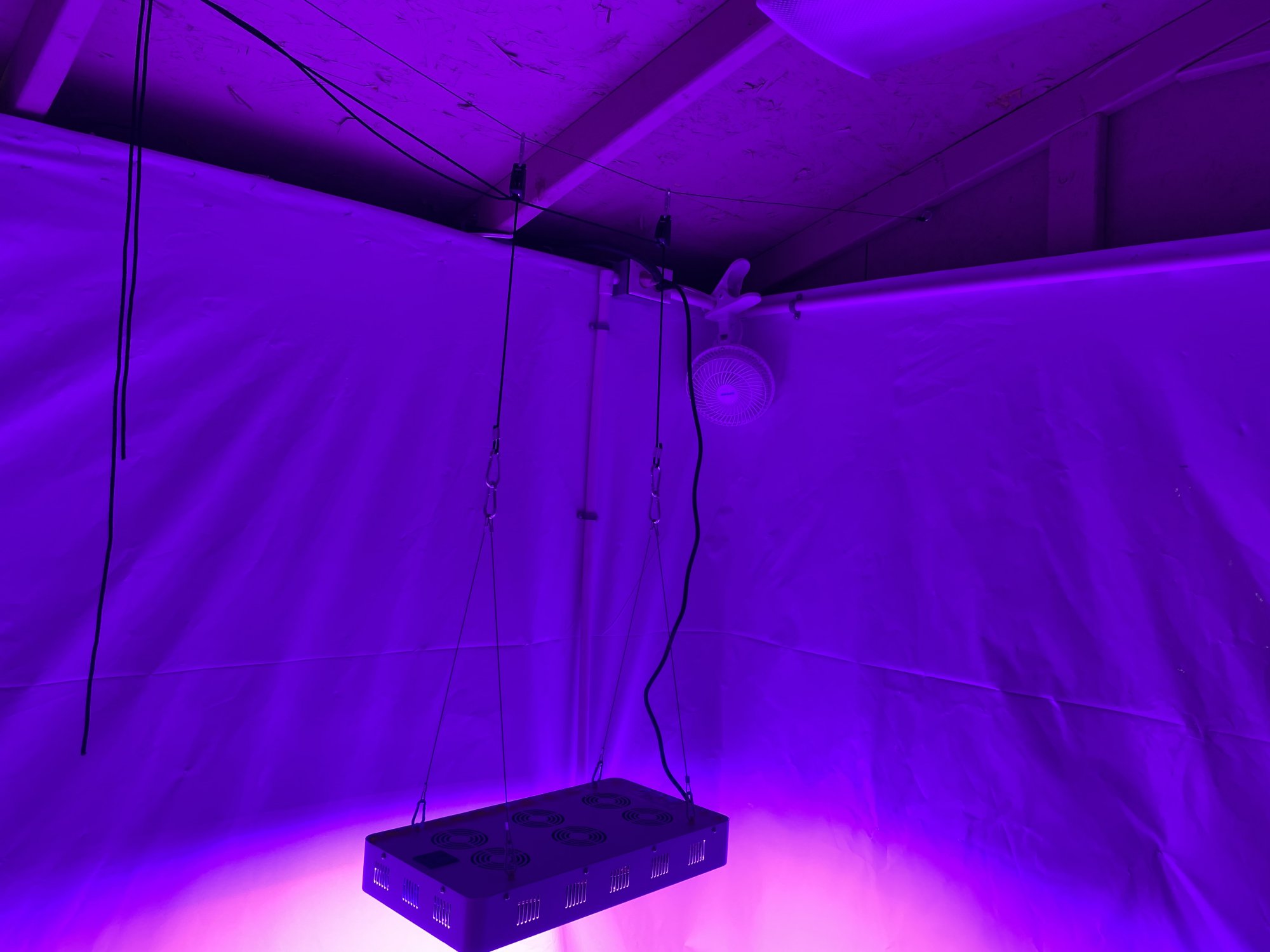 First grow   moved grow room 11