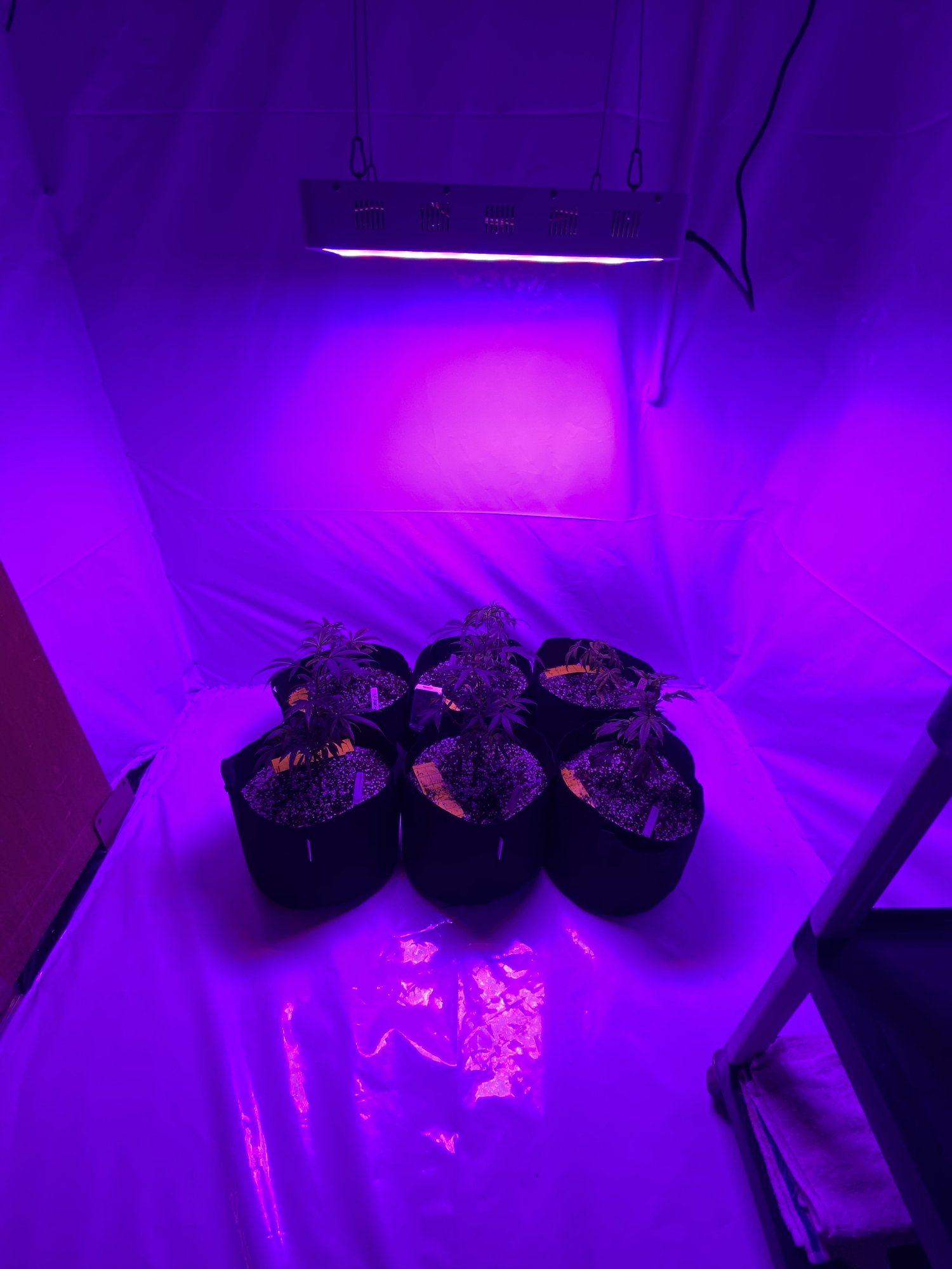 First grow   moved grow room 13