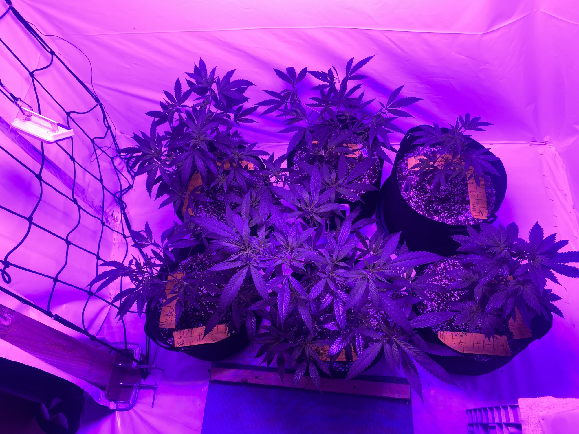 First grow   moved grow room 14