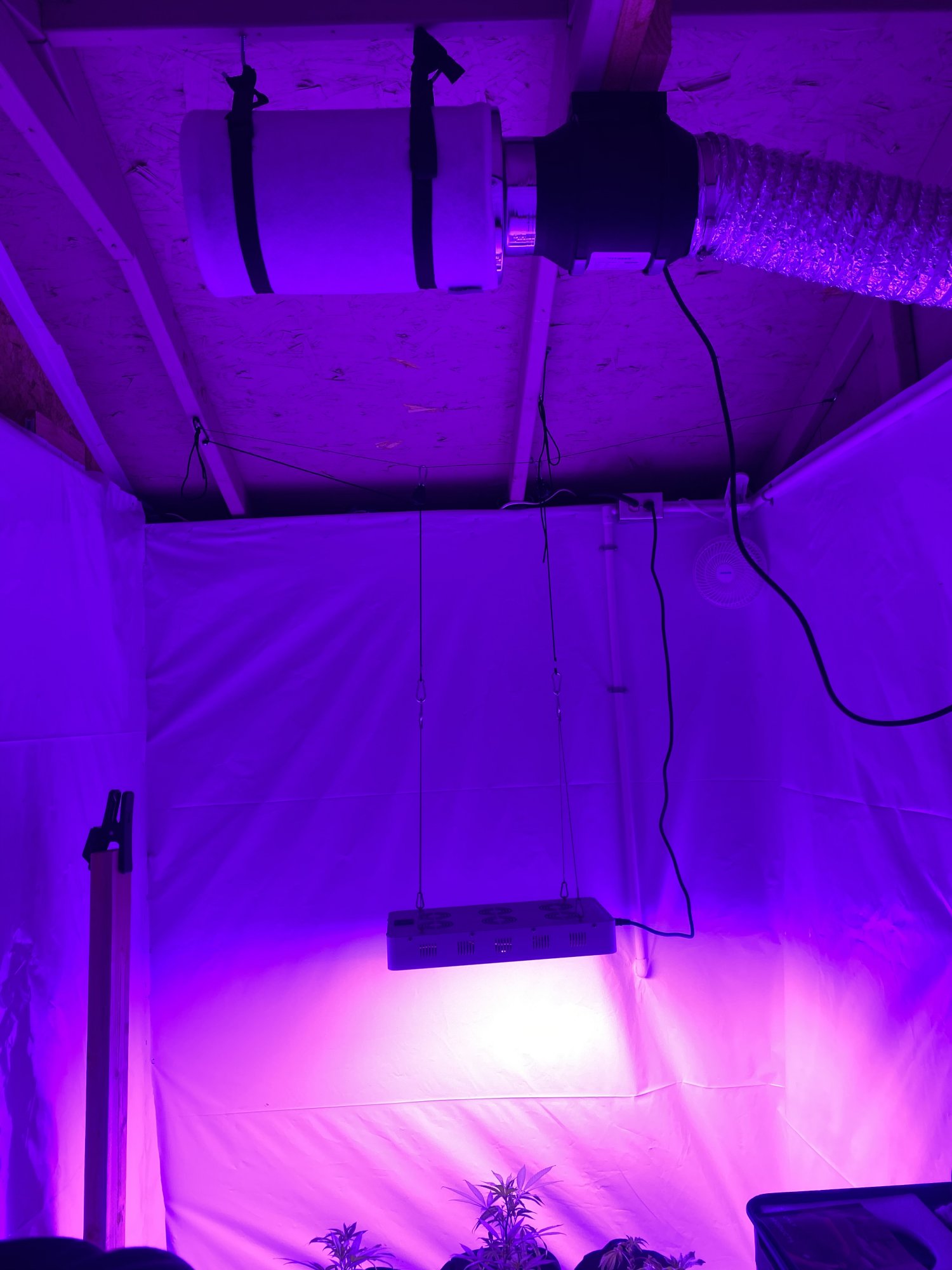 First grow   moved grow room 15
