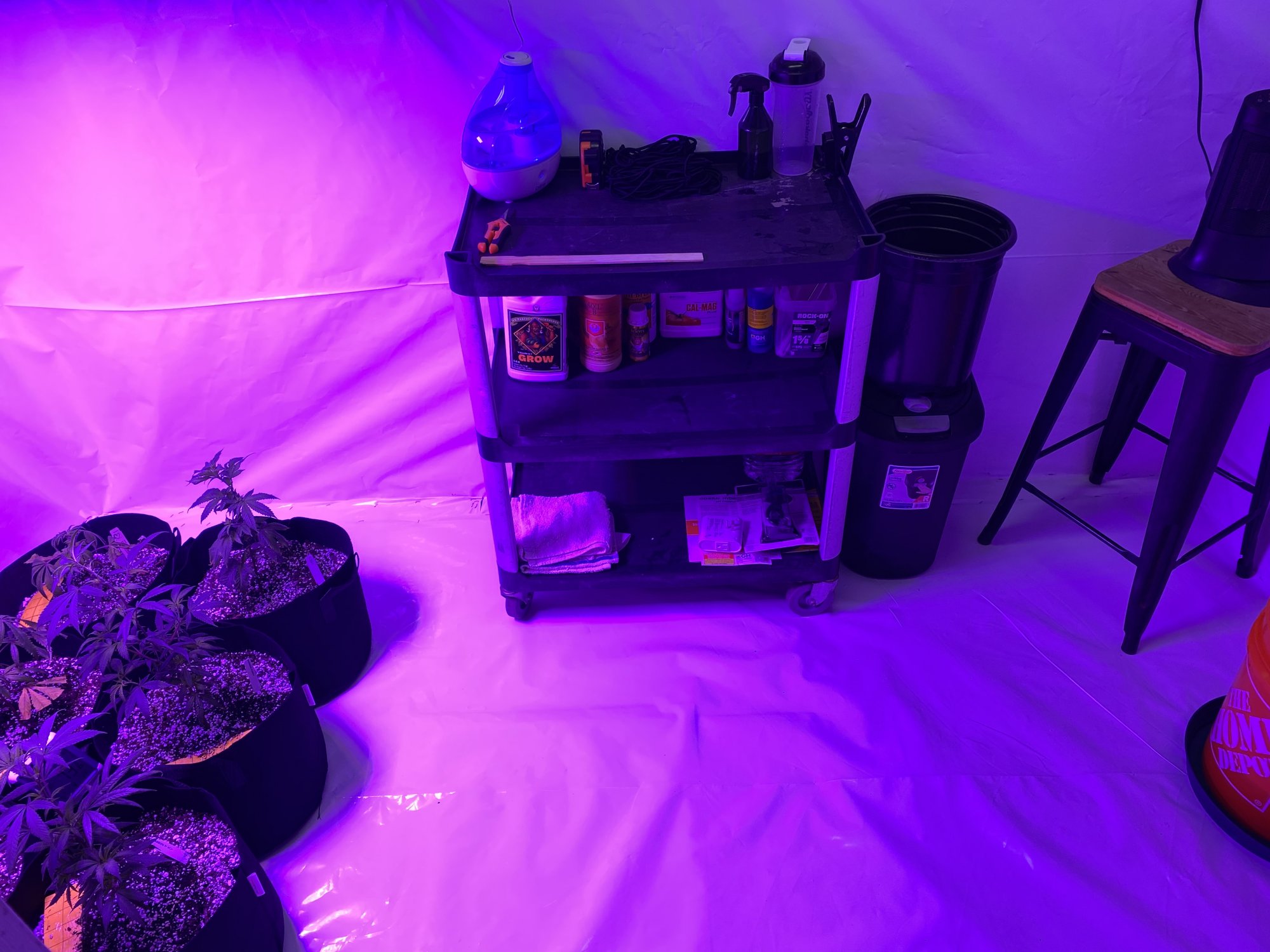 First grow   moved grow room 8