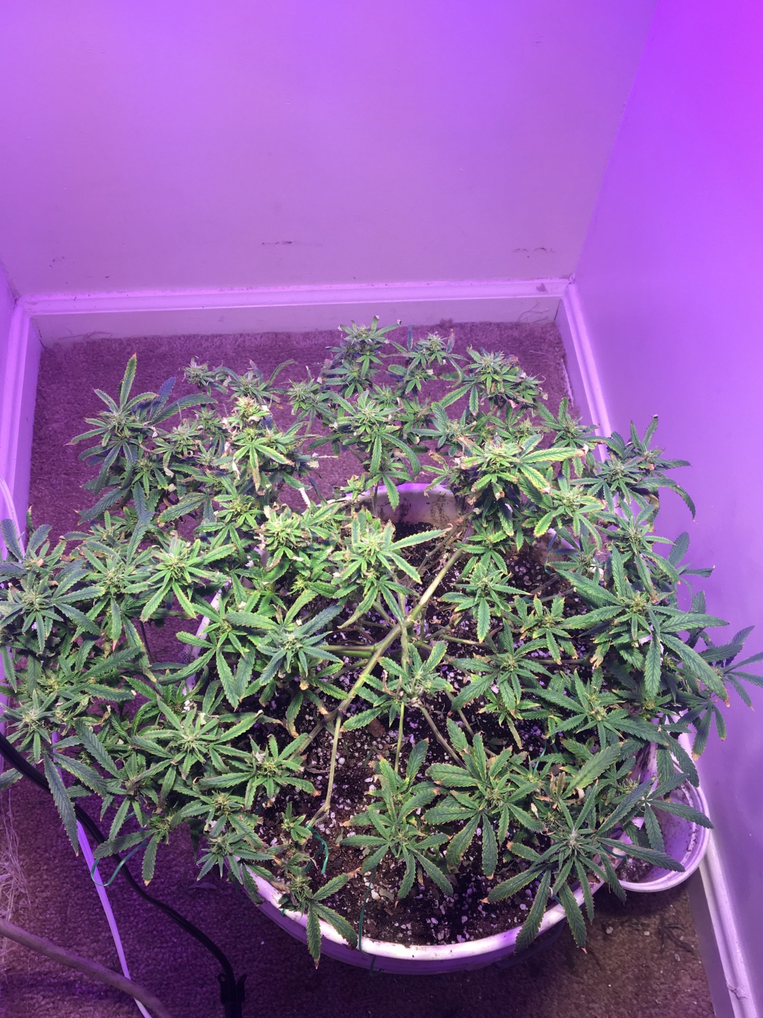 First grow need a little help 4