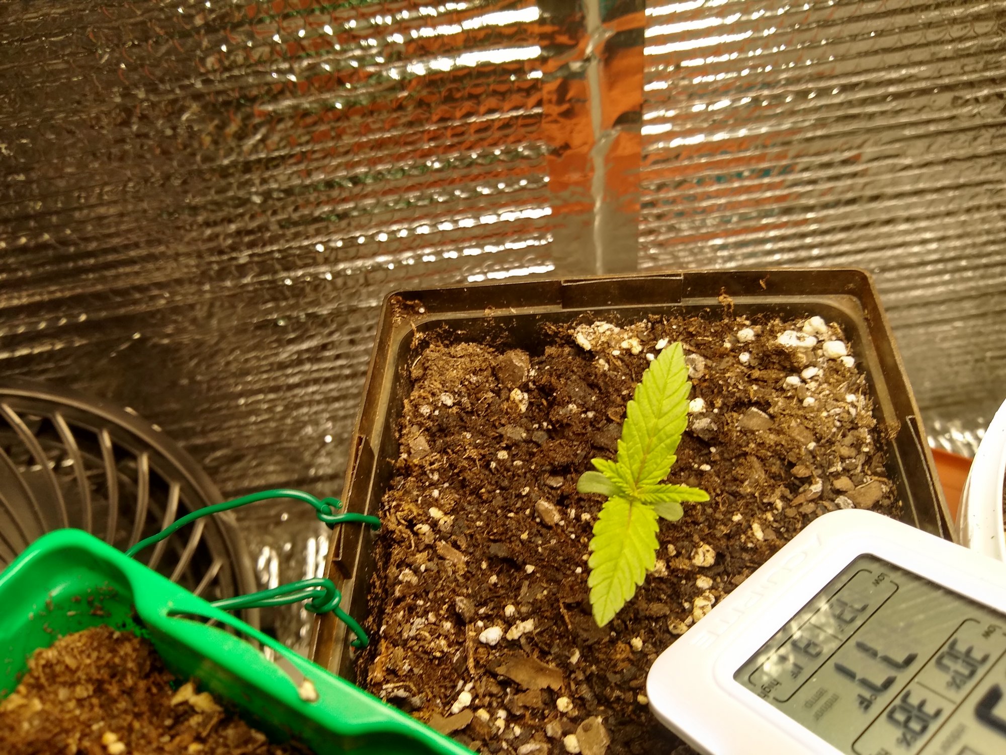 First grow need advisepointers 2