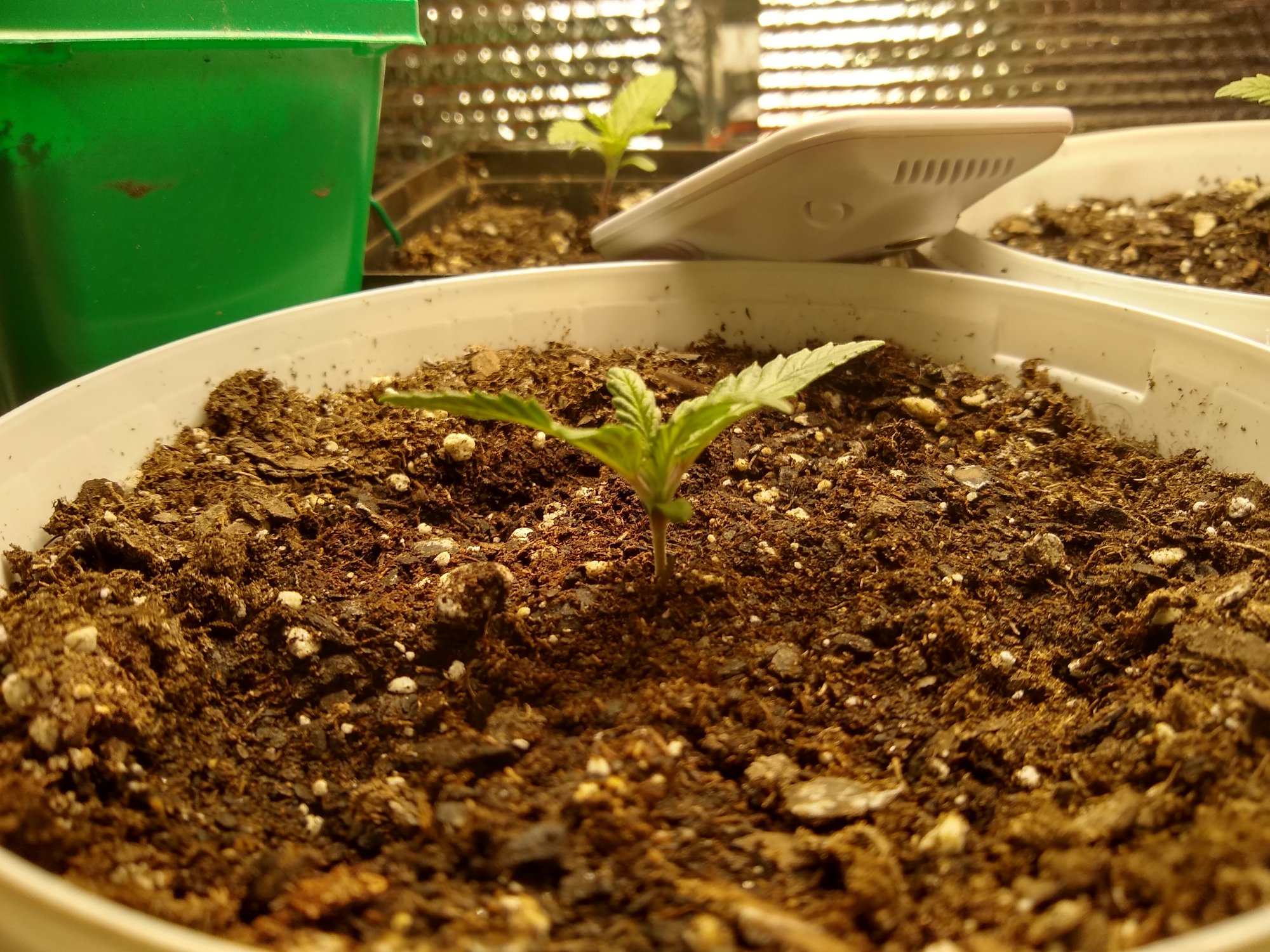 First grow need advisepointers 3