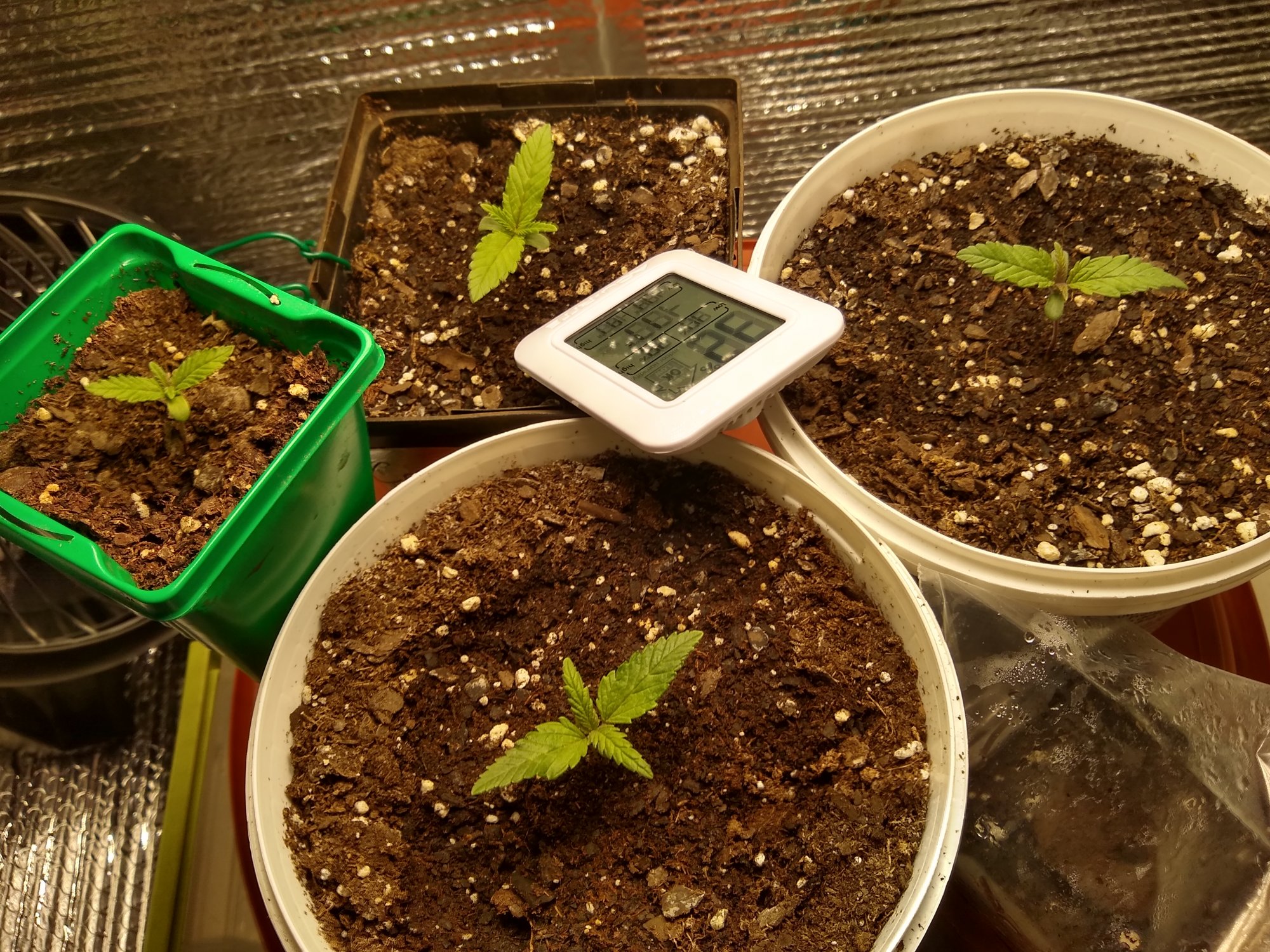 First grow need advisepointers 4