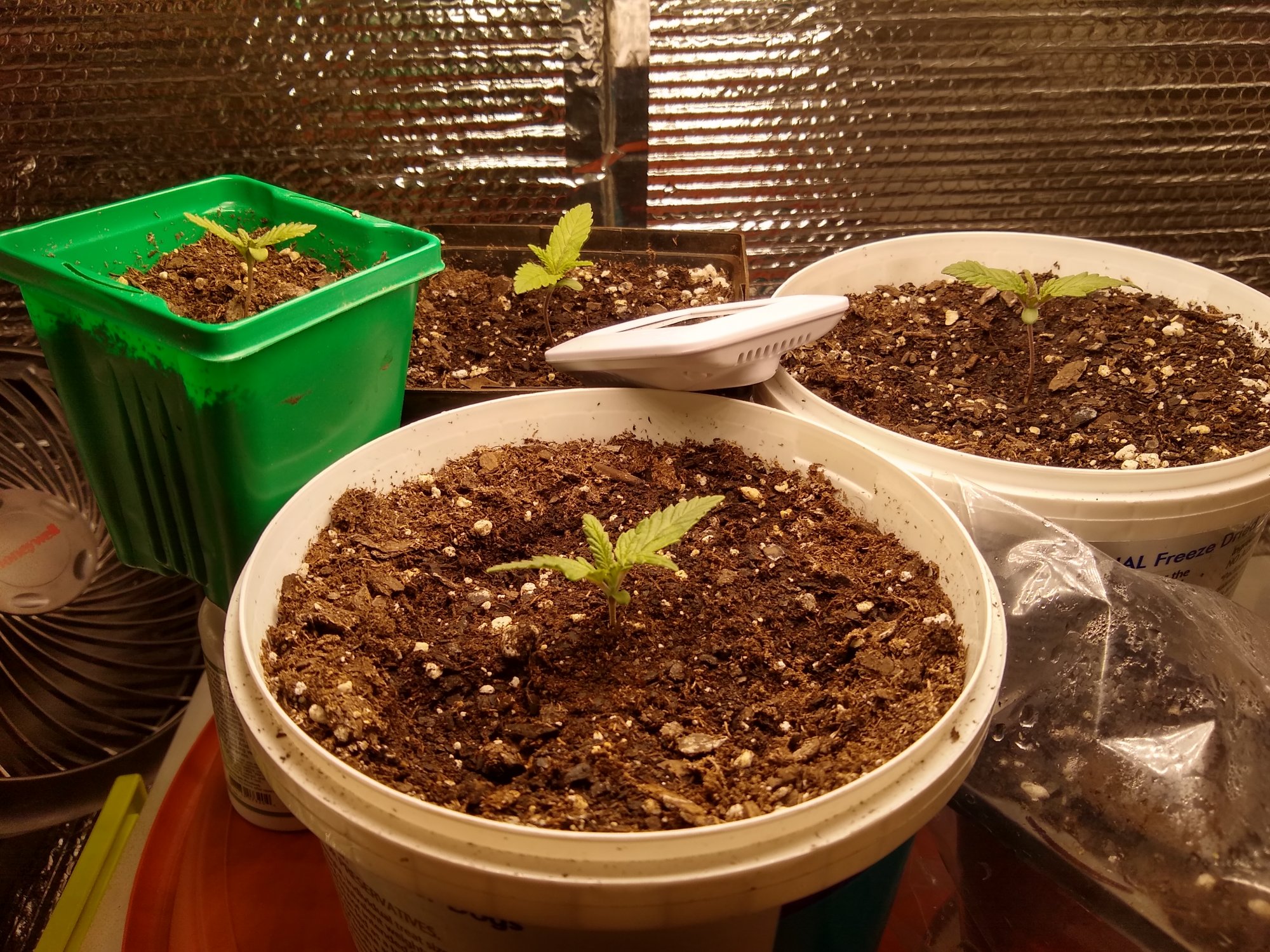 First grow need advisepointers 5