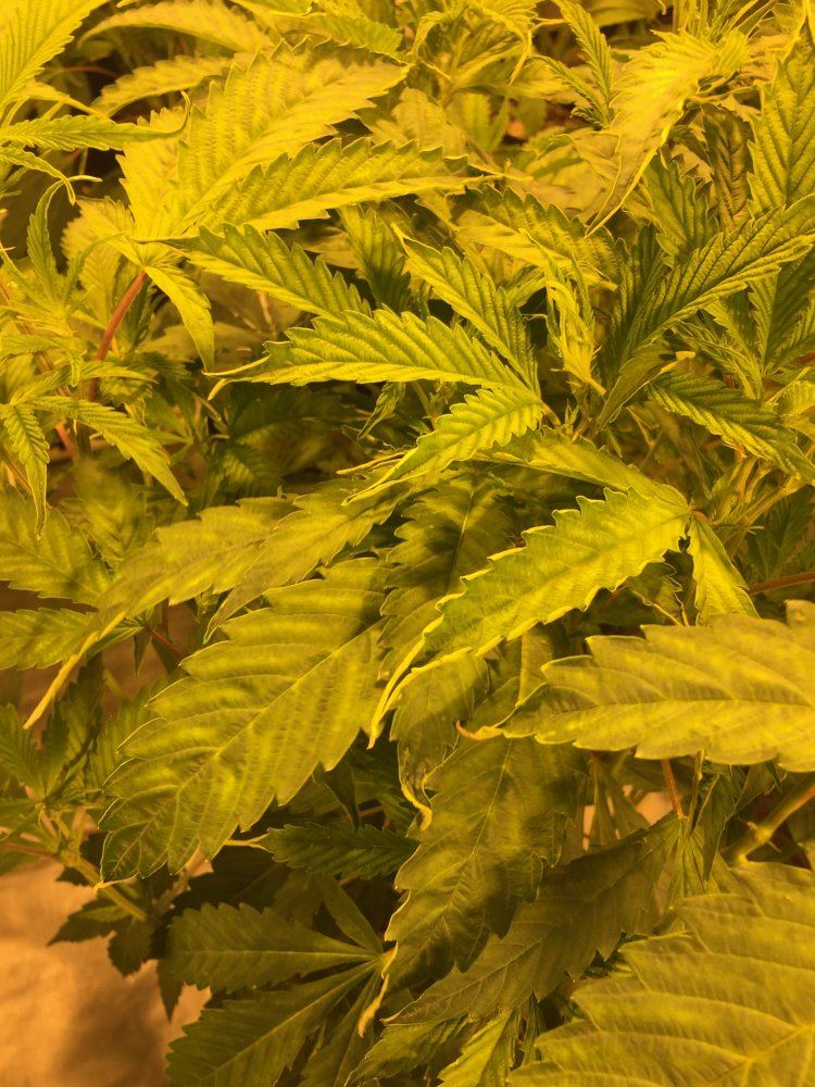 First grow need assistance correcting a few things 3