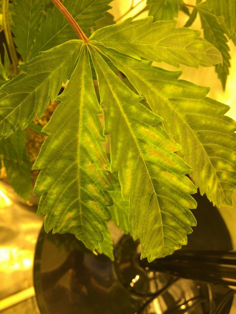 First grow need assistance correcting a few things 4