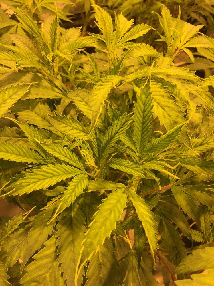 First grow need assistance correcting a few things 5