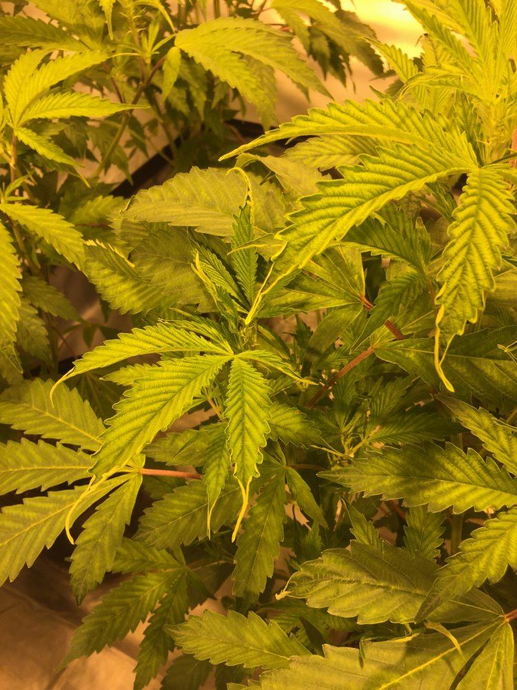 First grow need assistance correcting a few things