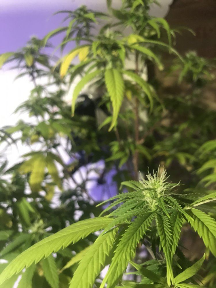 First grow need experienced help with some symptoms