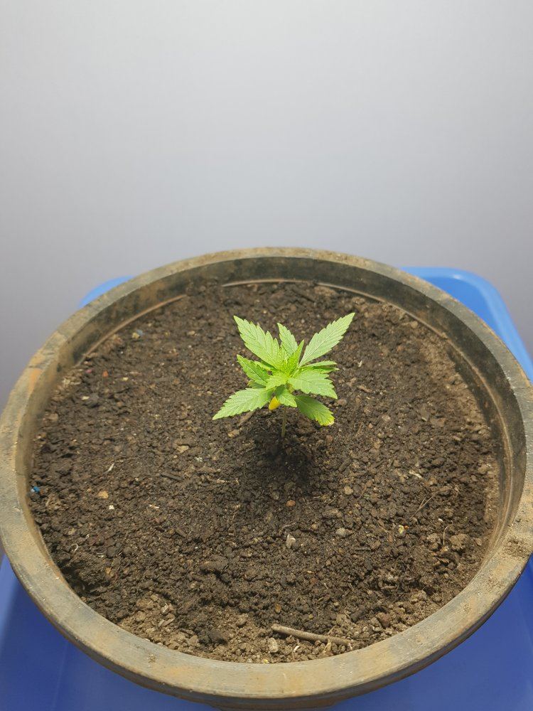 First grow need help 2