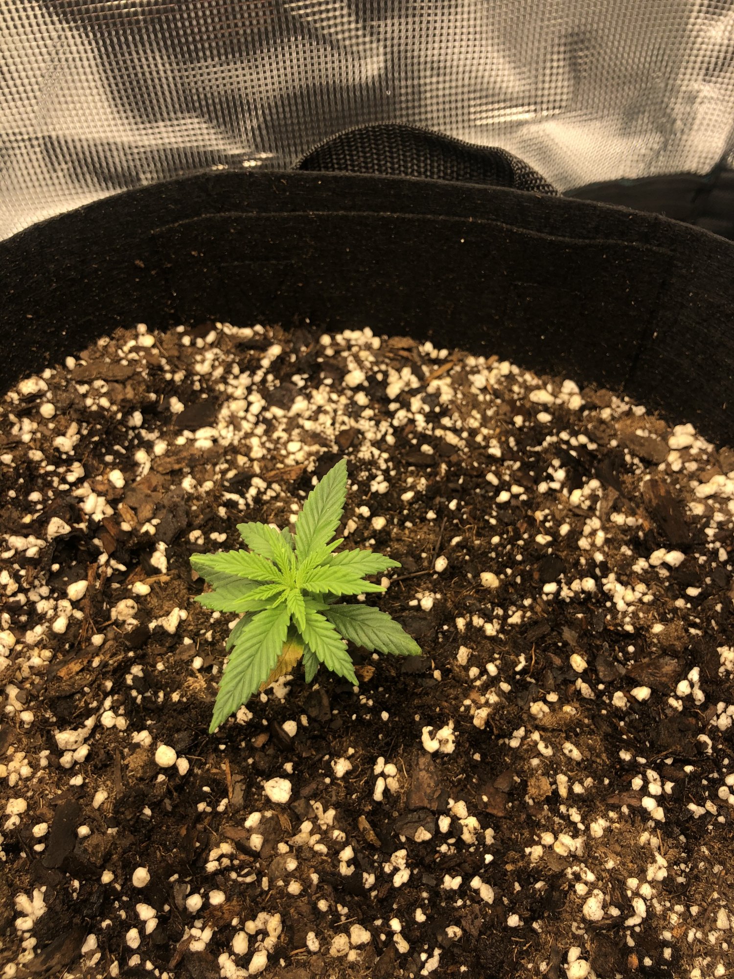 First grow need help please