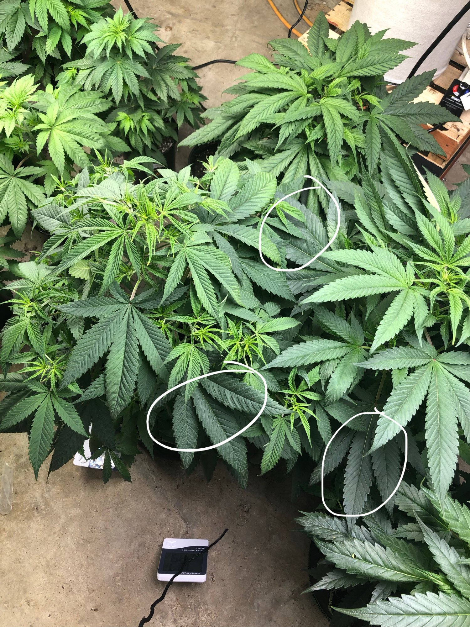 First grow need help please leafs are different color 2