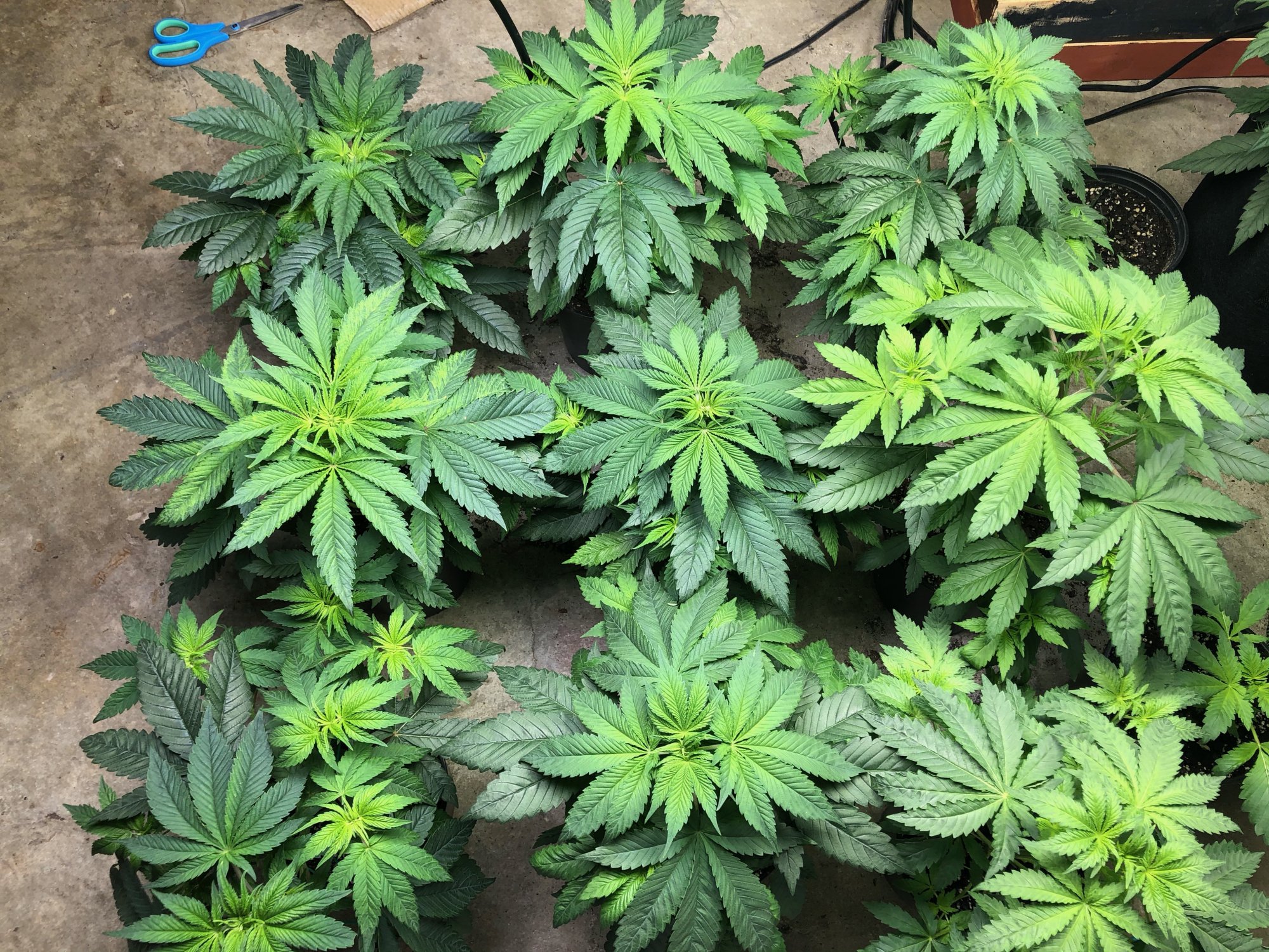 First grow need help please leafs are different color