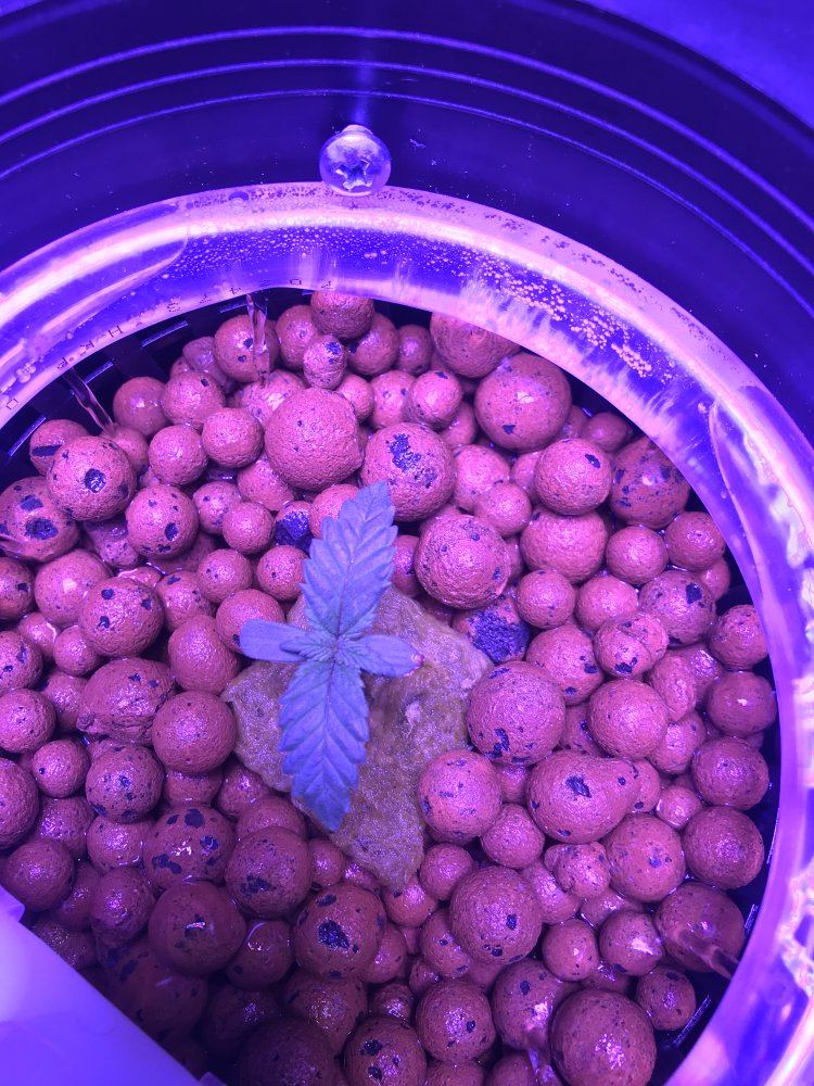 First grow need help with dwc 4