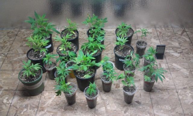 First grow  never knew farming was so much fun 4