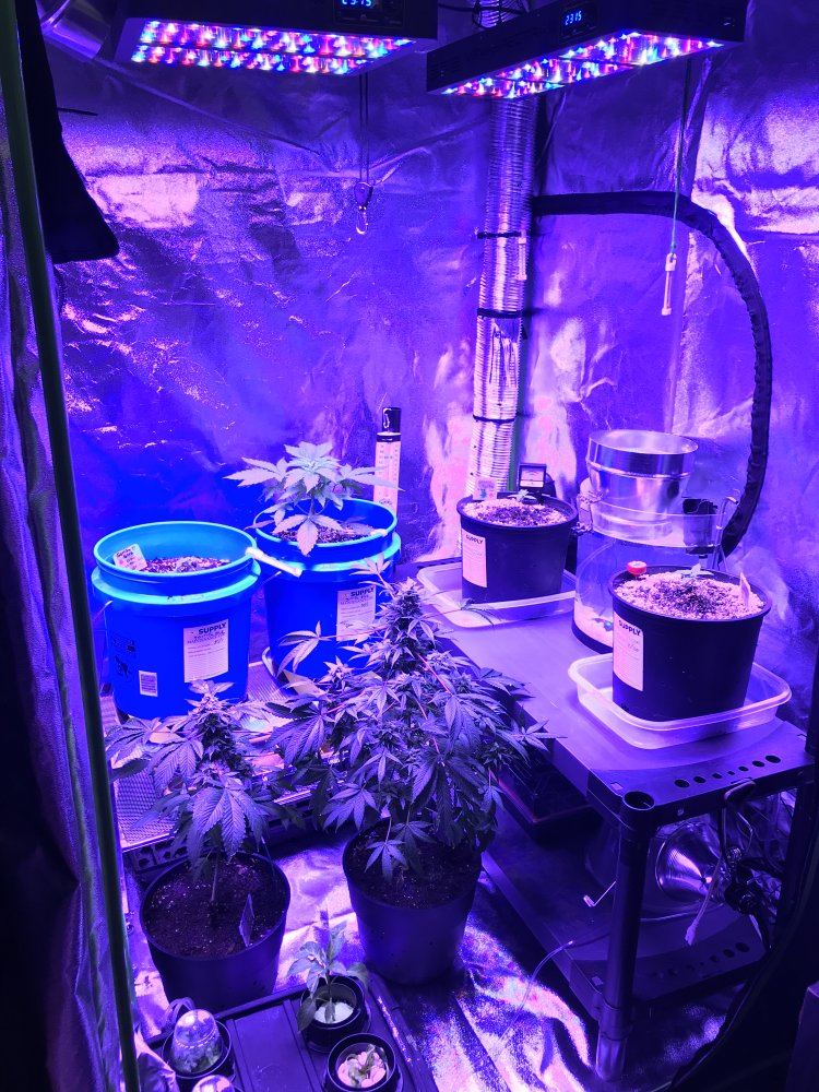 First grow  new setup thoughts suggestions 3