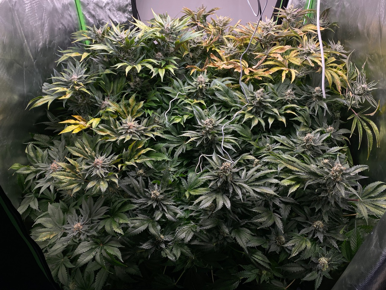 First grow not sure if plants are finished 63f 6