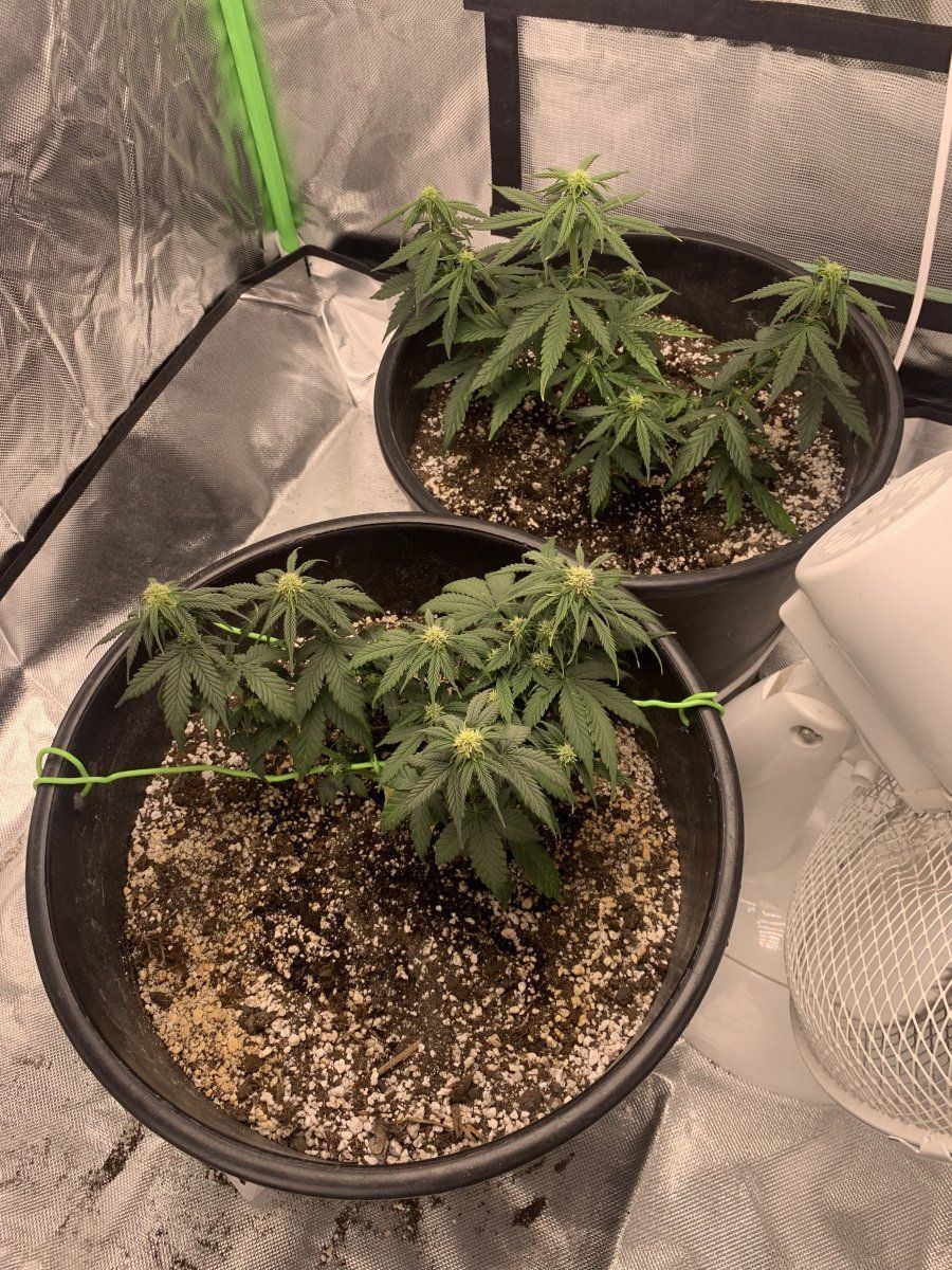 www.thcfarmer.com