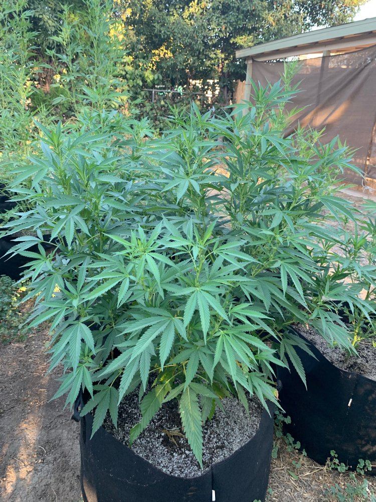 First grow outdoor no experience 10