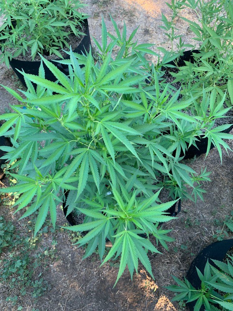First grow outdoor no experience 11