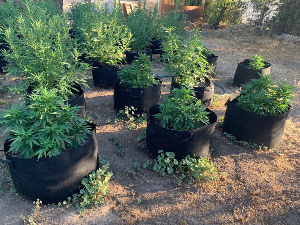 First grow outdoor no experience 15