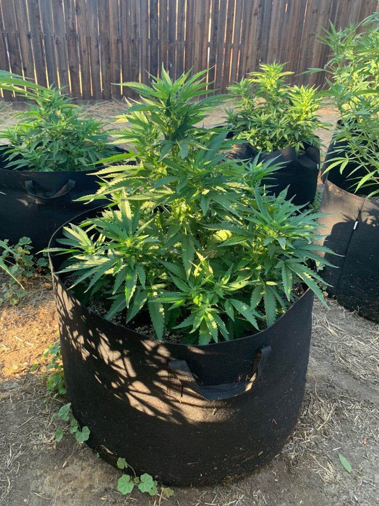 First grow outdoor no experience 6