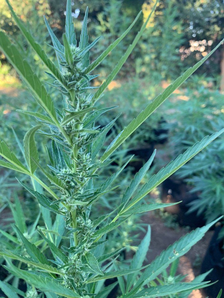 First grow outdoor no experience 9