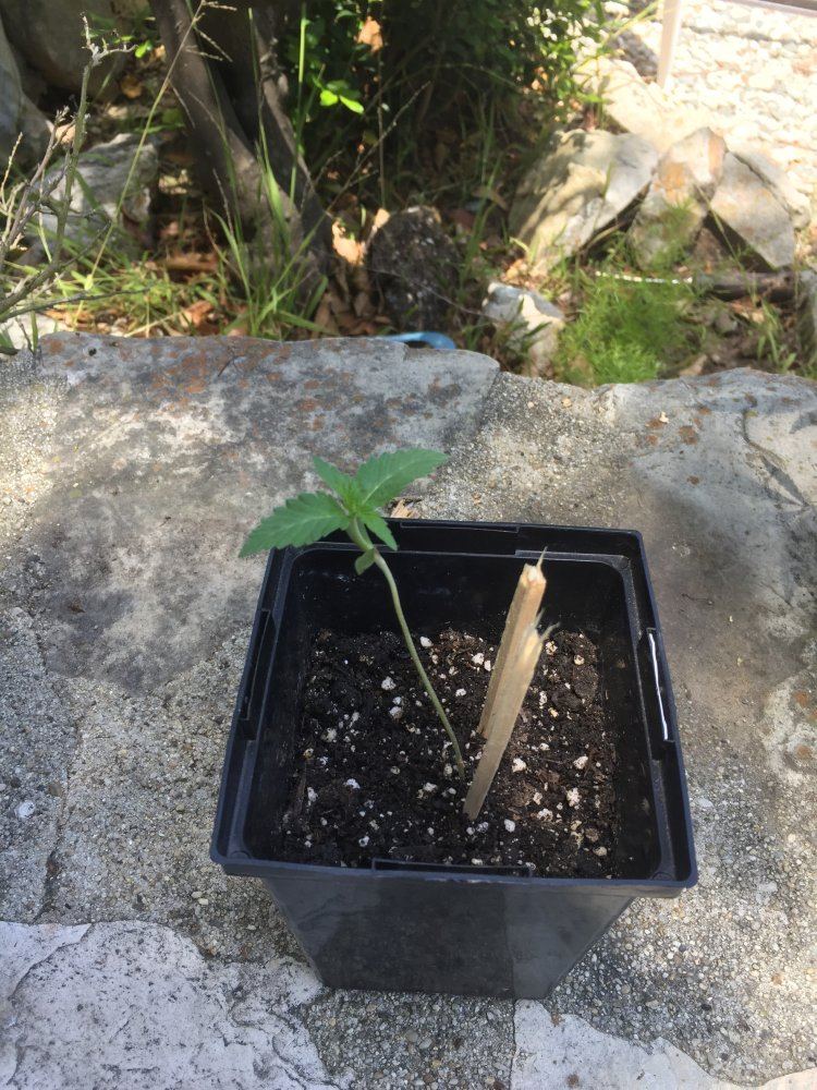 First grow   outdoorindoor 4