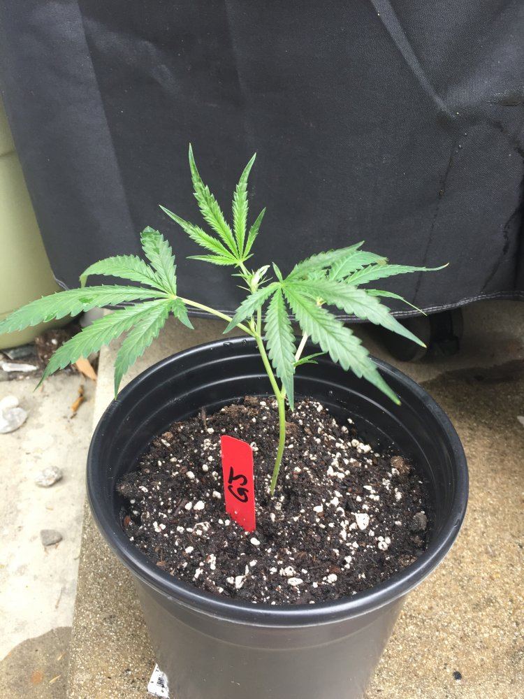 First grow   outdoorindoor