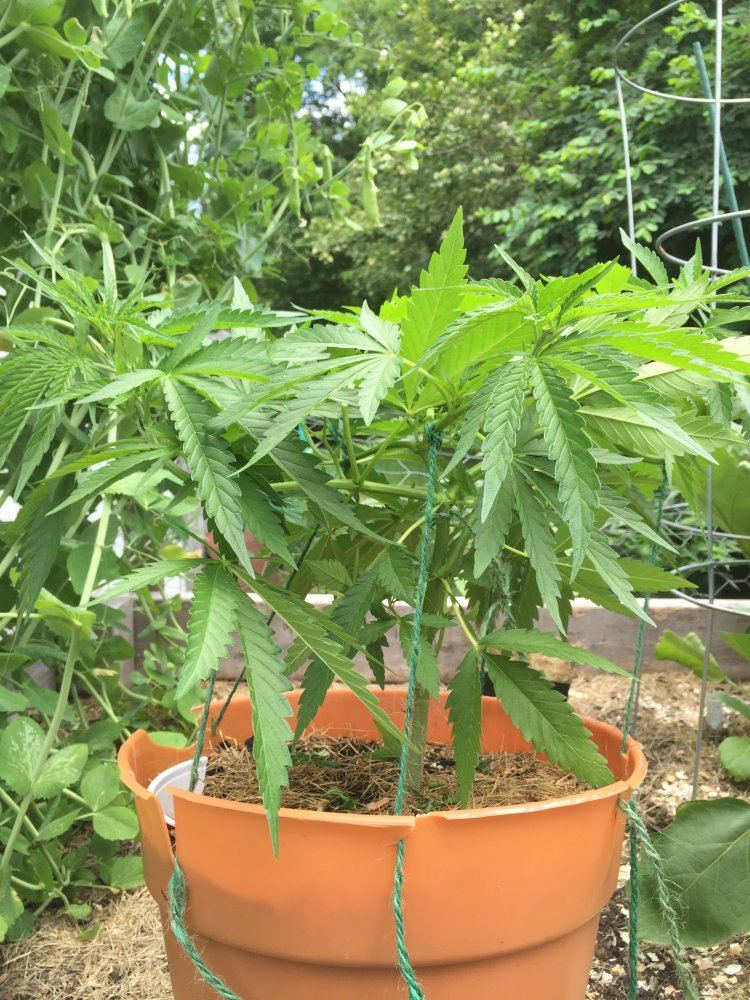 First grow   outdoors 3