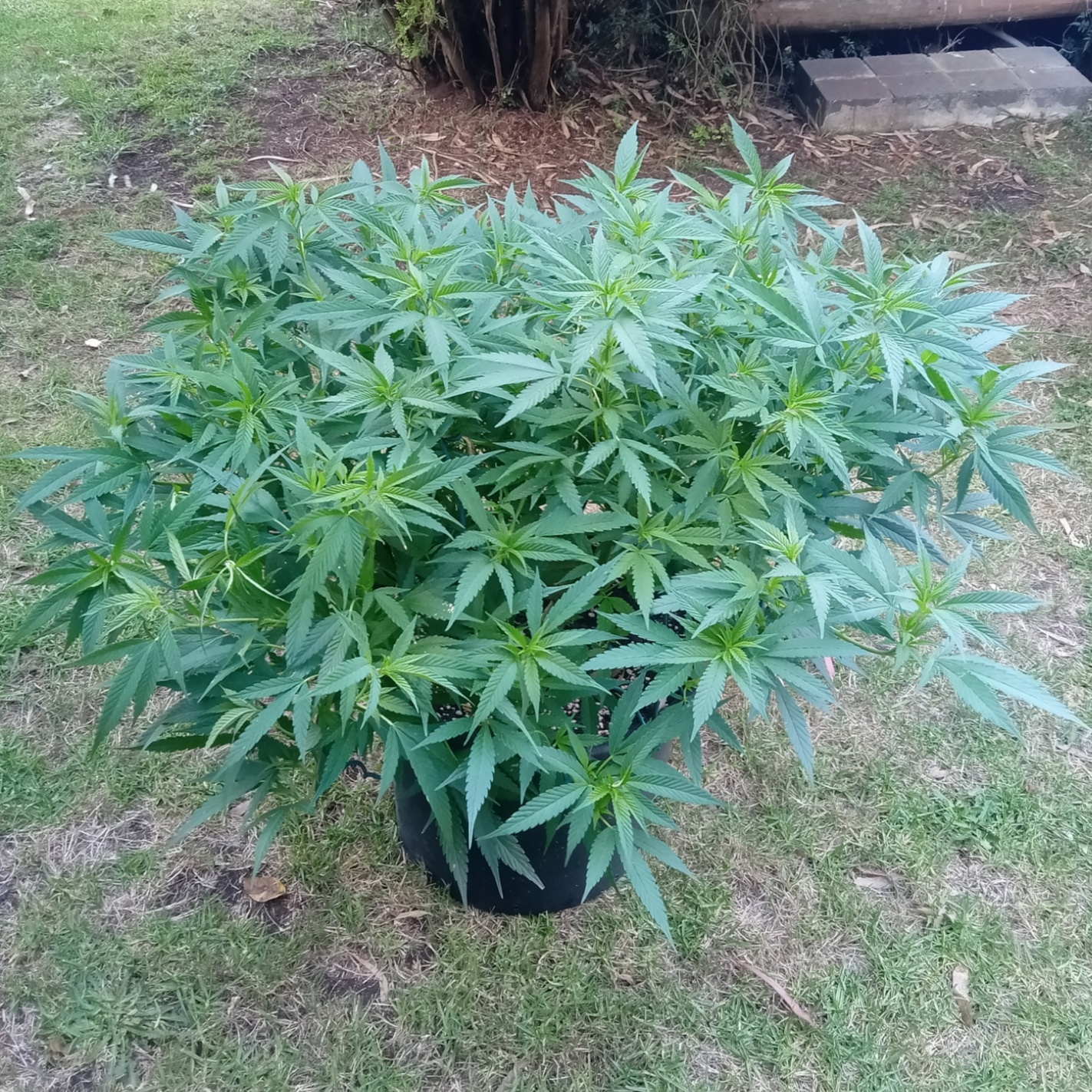 First grow   outdoors blueberry and gelat og