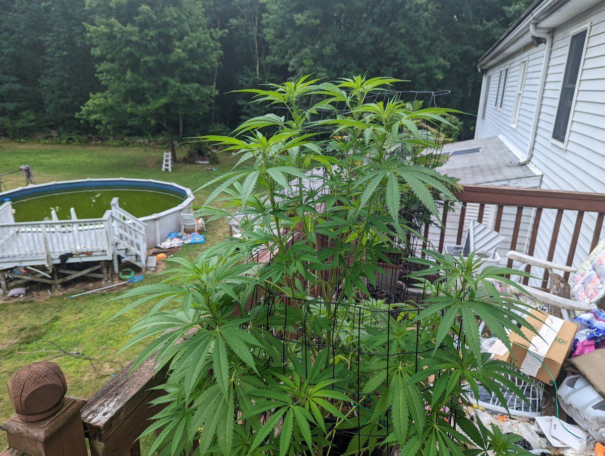First grow outdoors in new england 2