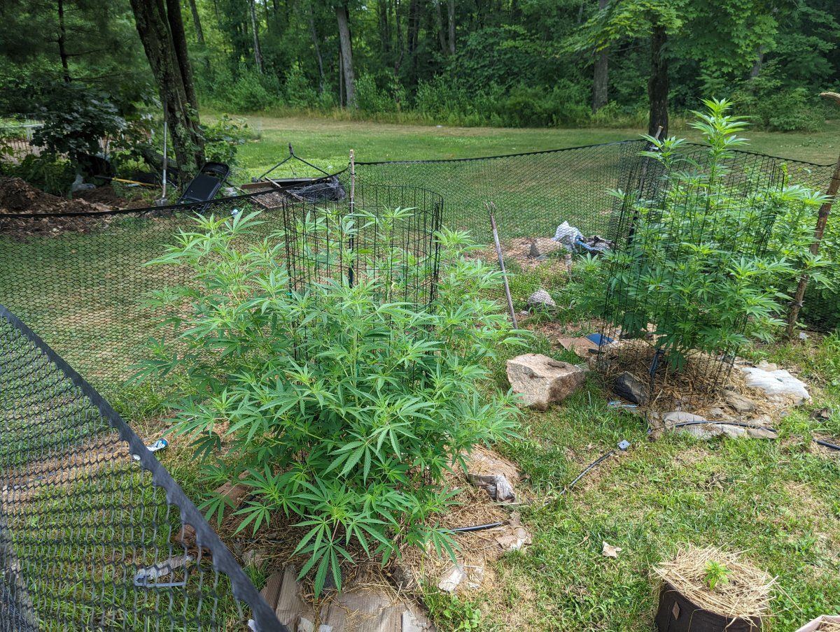 First grow outdoors in new england 3