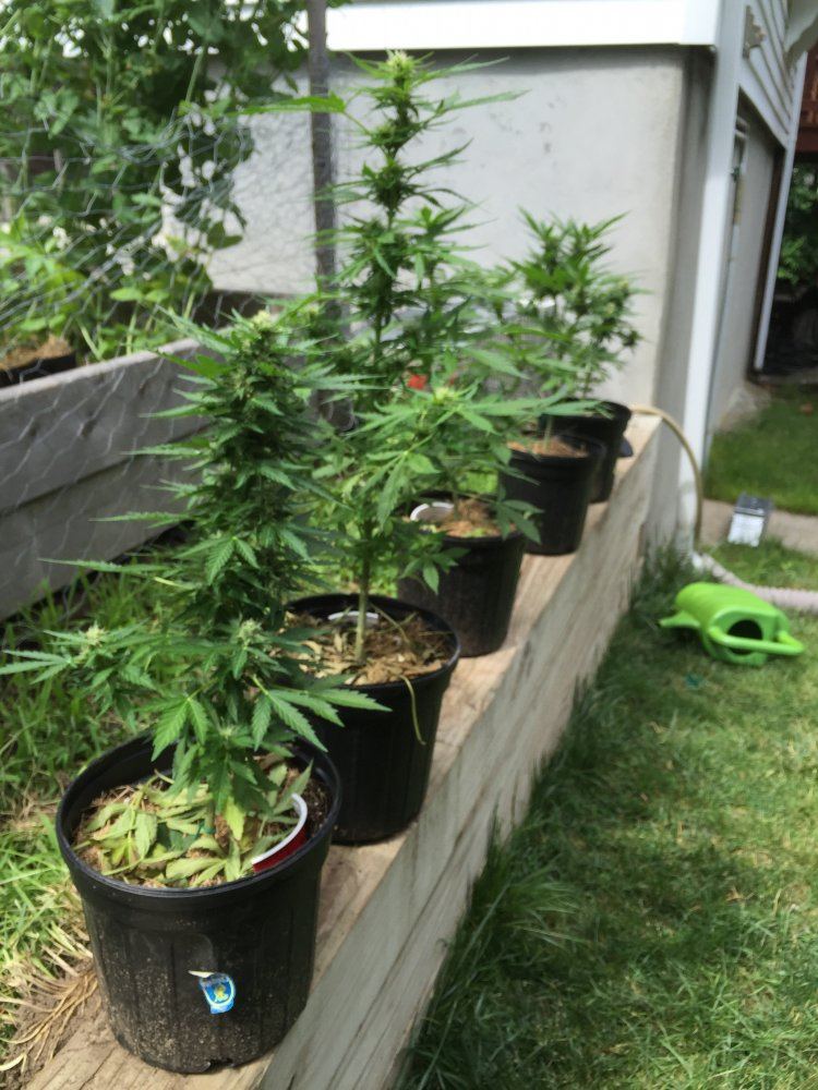 First grow   outdoors