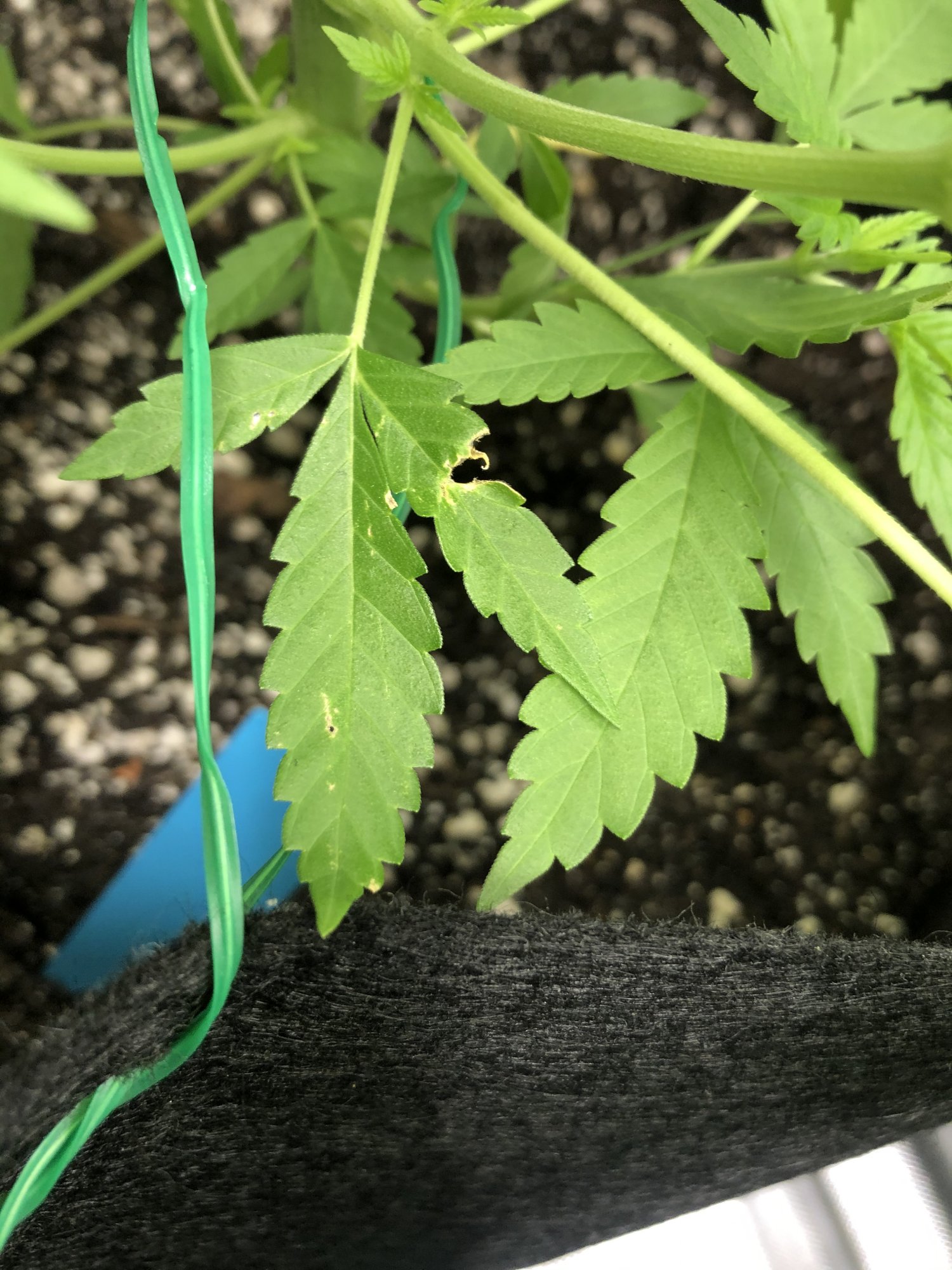 First grow pest nutrition deficiency led 3