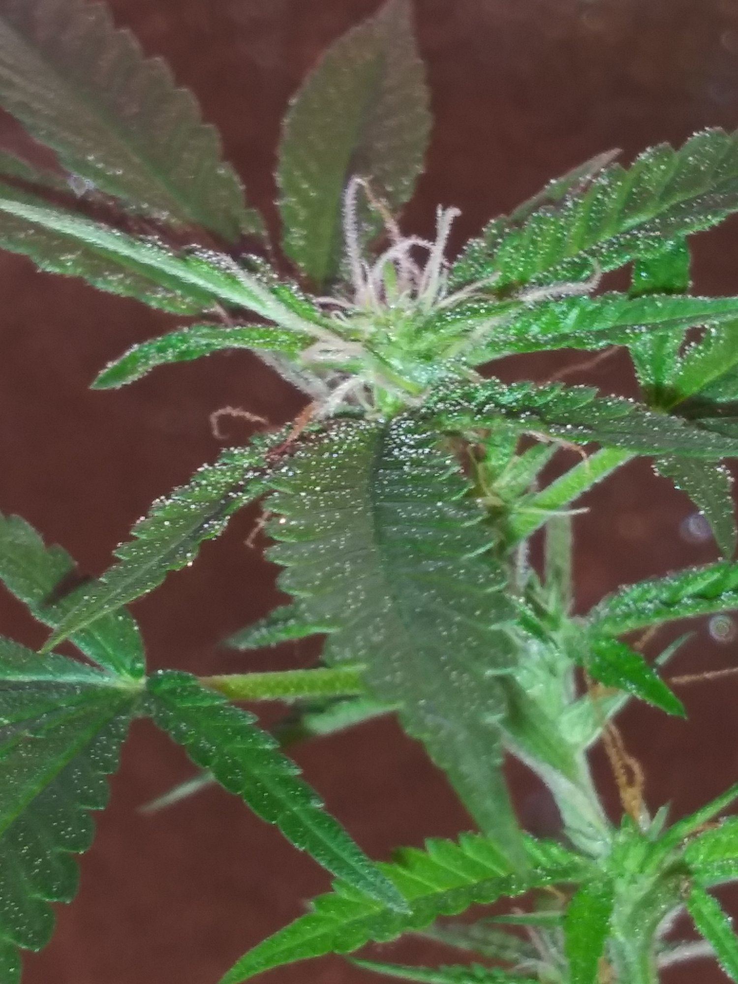 First grow pics 3