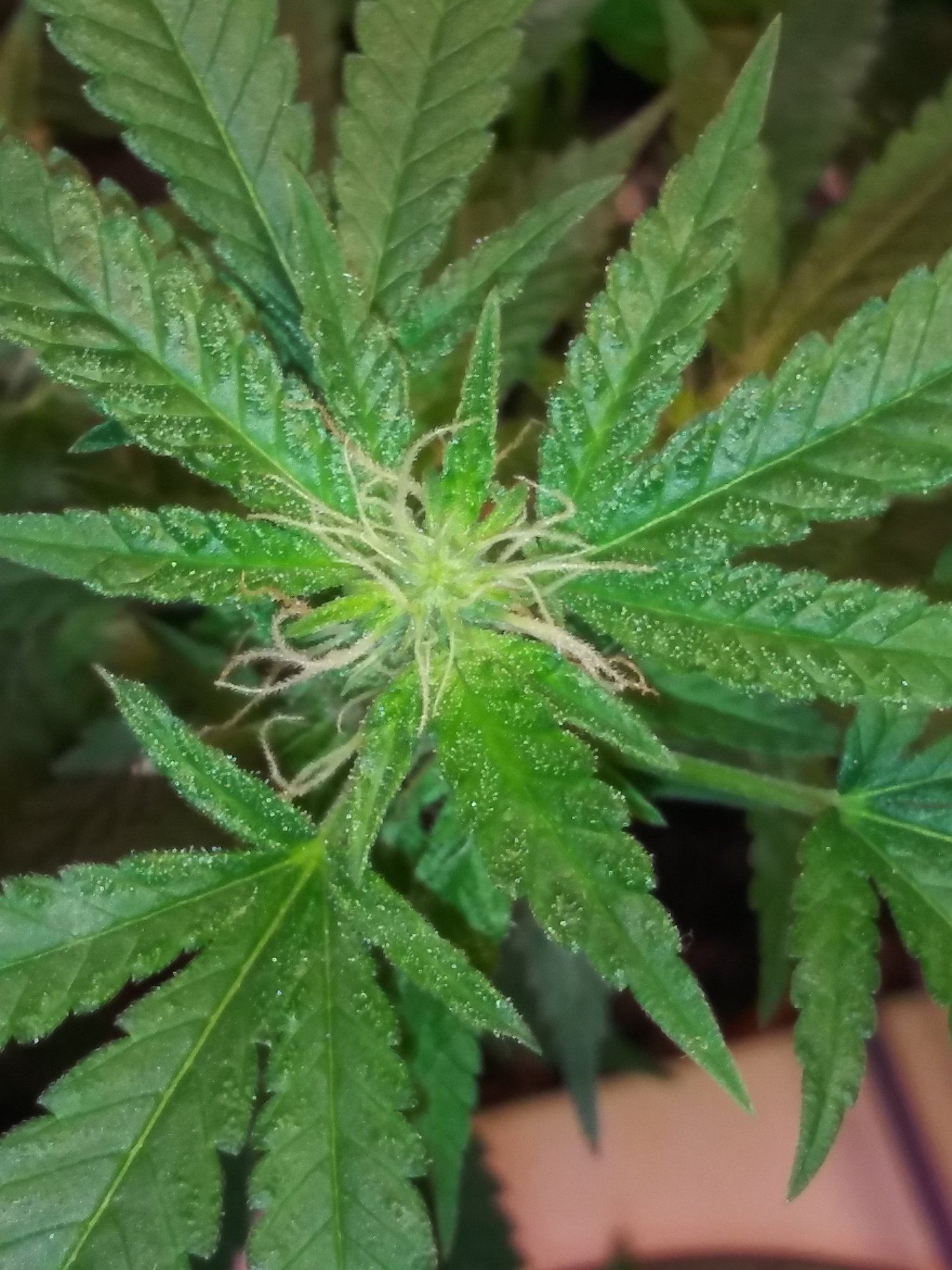 First grow pics 4