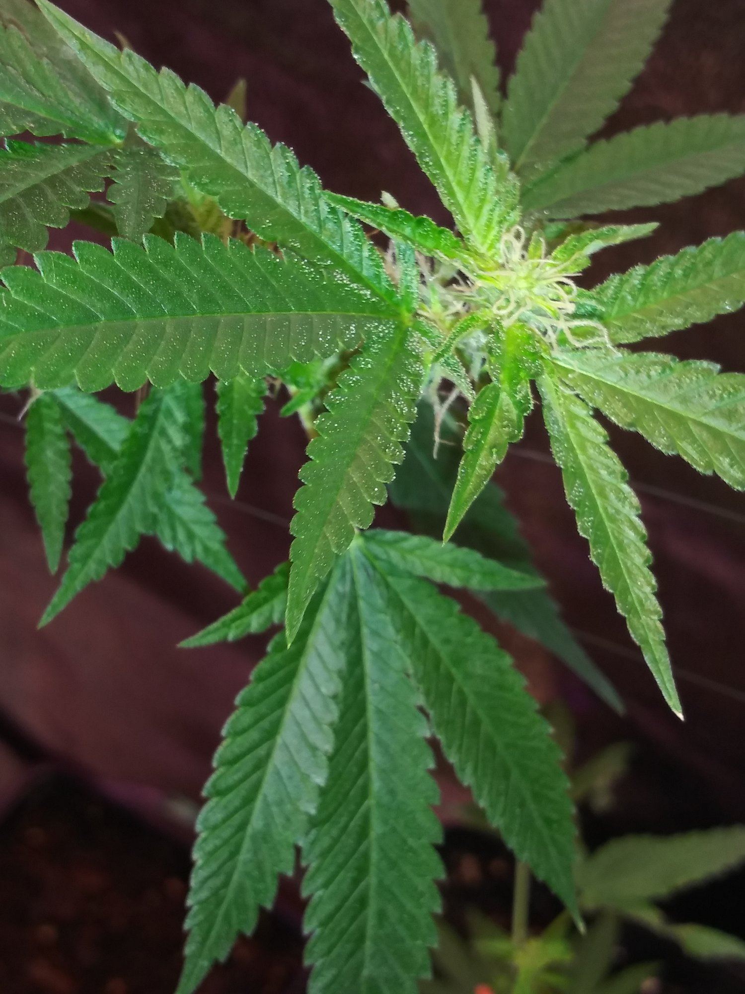 First grow pics 5