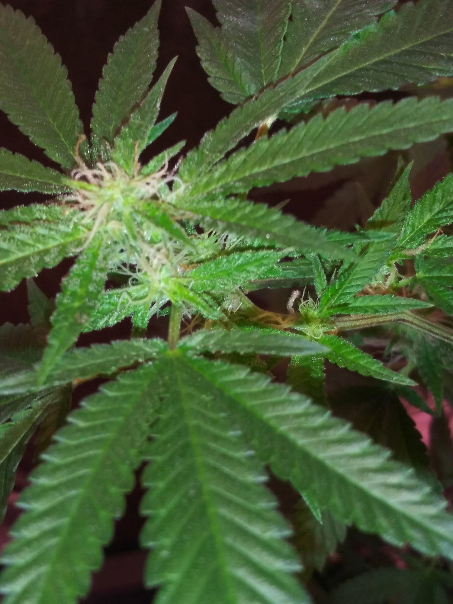 First grow pics 6