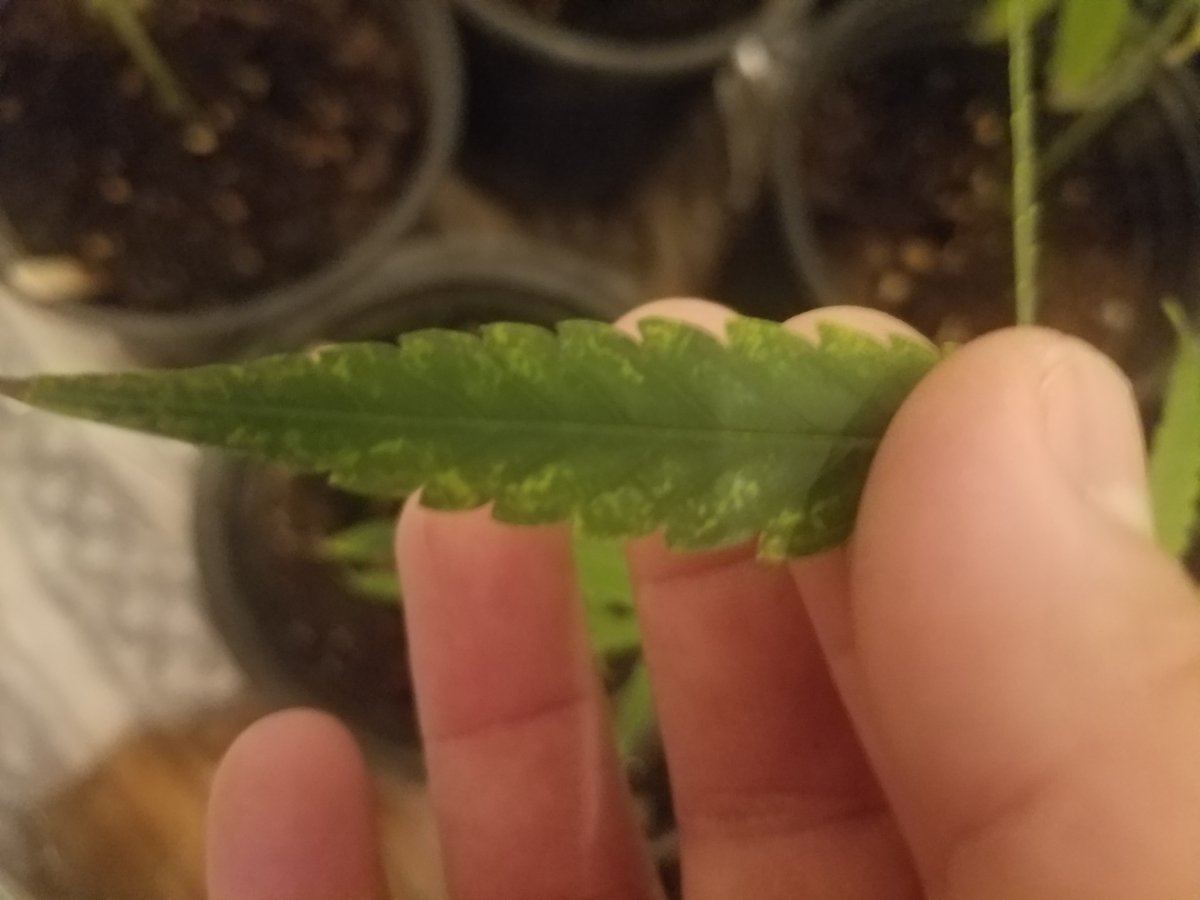 First grow please help 11