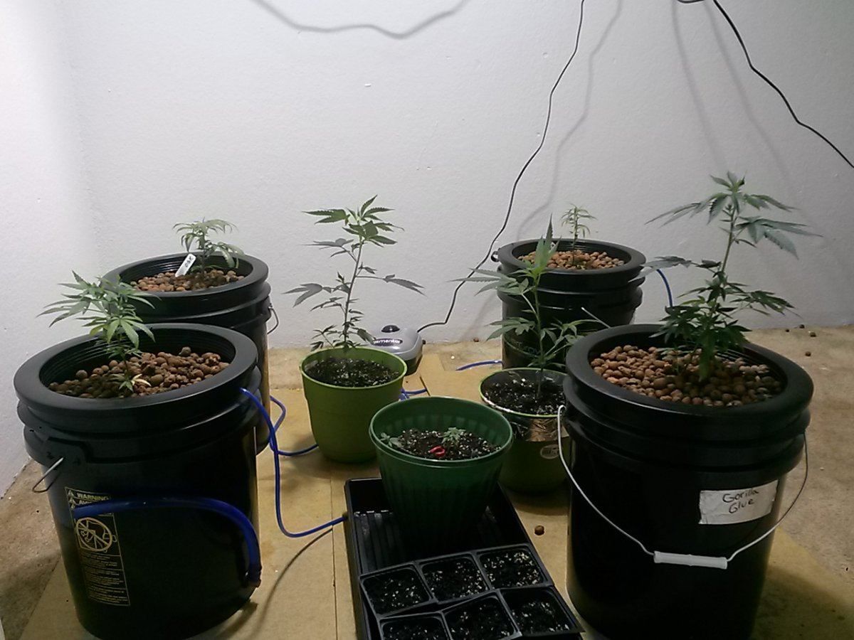 First grow please help 2