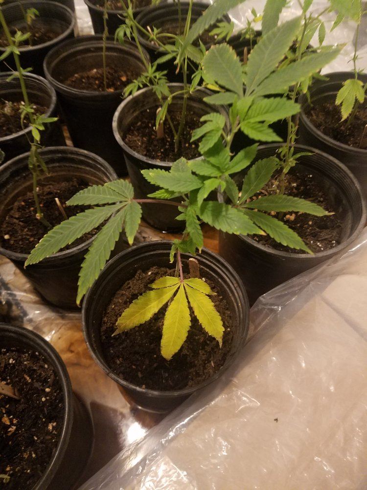 First grow please help 4