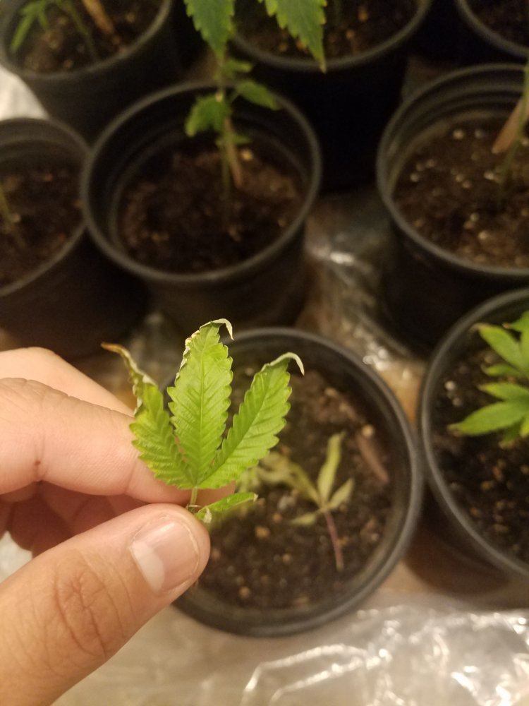 First grow please help 5