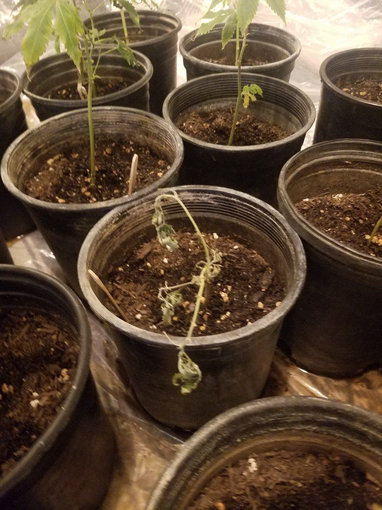 First grow please help 7