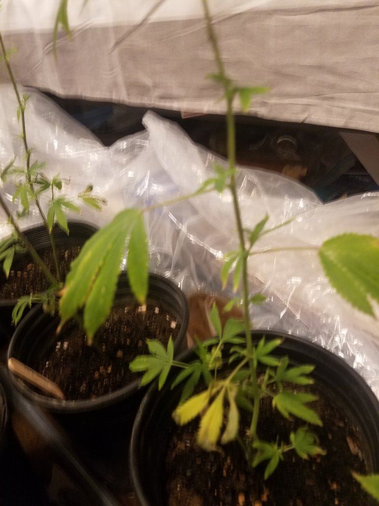 First grow please help 8