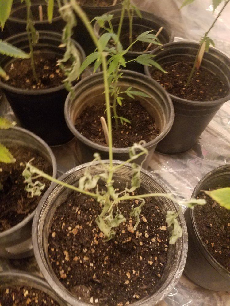 First grow please help 9